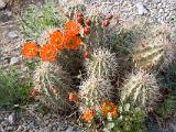 Prickly Pear : New Mexico